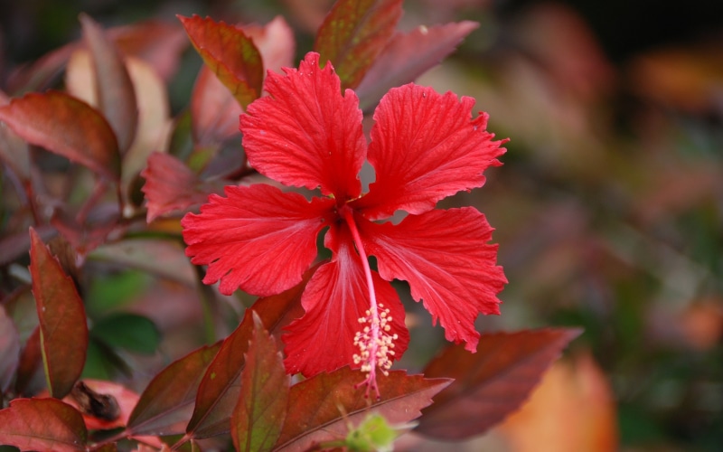 bokeh, hibiscus, red flowers, nature, 2K, plants, red, flowers
