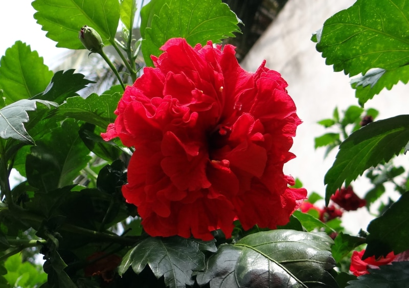 red, china rose, india, close-up, green color, day, flower head, rosa sinensis, plant, inflorescence, fragility, beauty in nature, flower, leaf, shoe flower