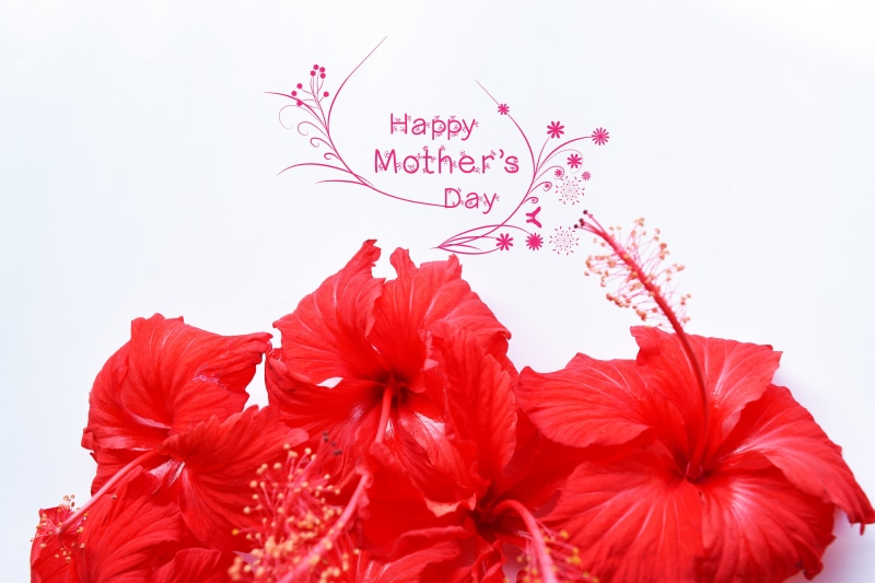 Hibiscus flowers, 5K, Red flowers, 5K, Happy Mothers Day