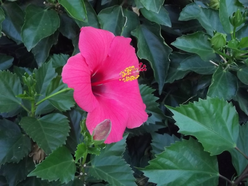 inflorescence, pollen, pink color, animals, nature, fragility, Rome, growth, hibiscus, red, plant part, flowering plant, green color, plant, Italy, petal