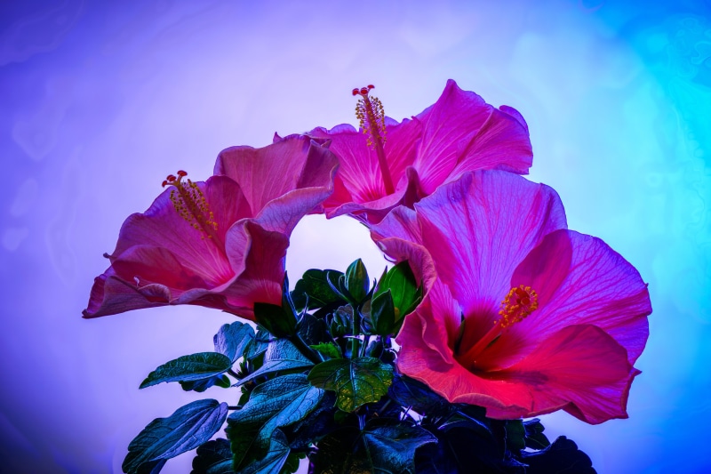 pink color, hibiscus, closeup, 5K, flowers