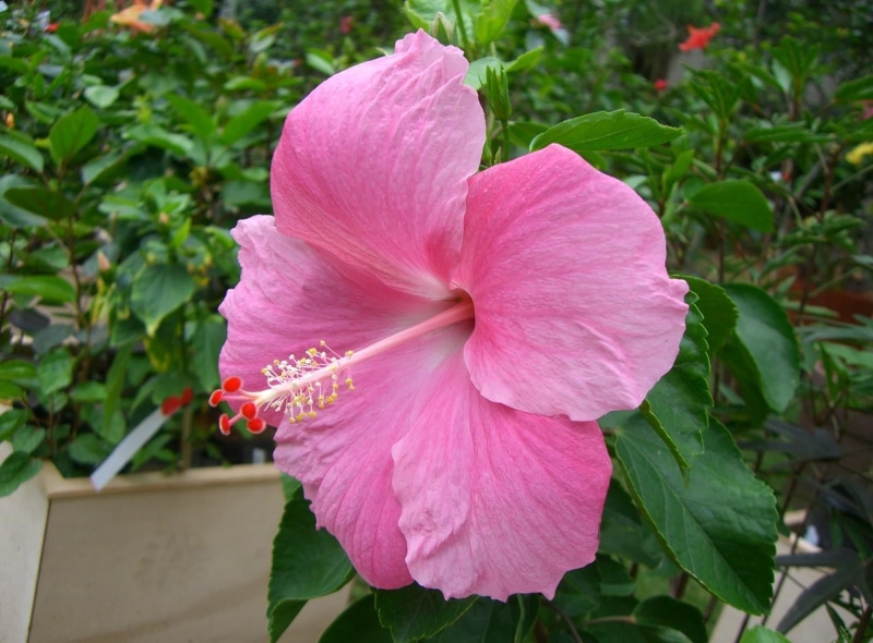 pollen, 720P, plant part, growth, beauty in nature, flowering, flowering plant, hibiscus, vulnerability, fragility, focus on foreground, freshness, beautifully