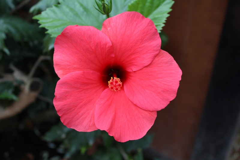 no people, flowers, fragility, growth, focus on foreground, nature, 5K, flower head, petal, freshness, flower, inflorescence, pollen, day, colorful, hibiscus