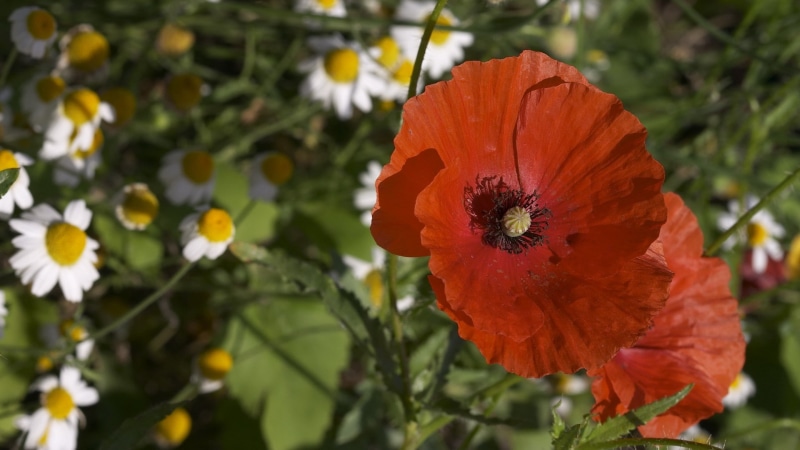 flowering plant, red, flowers, poppy, hibiscus, fragility, nature, flower head, pollen, poppies, beauty in nature, growth, day, focus on foreground, 1080P