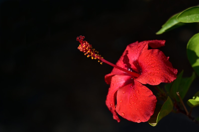 studio shot, hibiscus, 5K, flowering plant, rose - flower, blossom, inflorescence, copy space, flower, dewdrop, beauty in nature, southern europe, beautiful