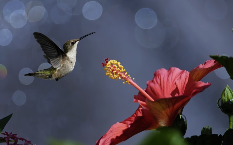 2K, flying, Nature, hummingbird, bokeh, flower, Bird, hibiscus