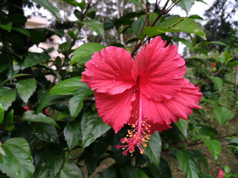 red flower, hawaiian hibiscus, flower, pollen, red, no people, focus on foreground, shoeblackplant, petal, vulnerability, plant, beauty in nature, pink color