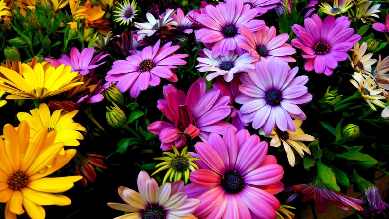 4K, colours, Hibiscus, 4k, Flowers