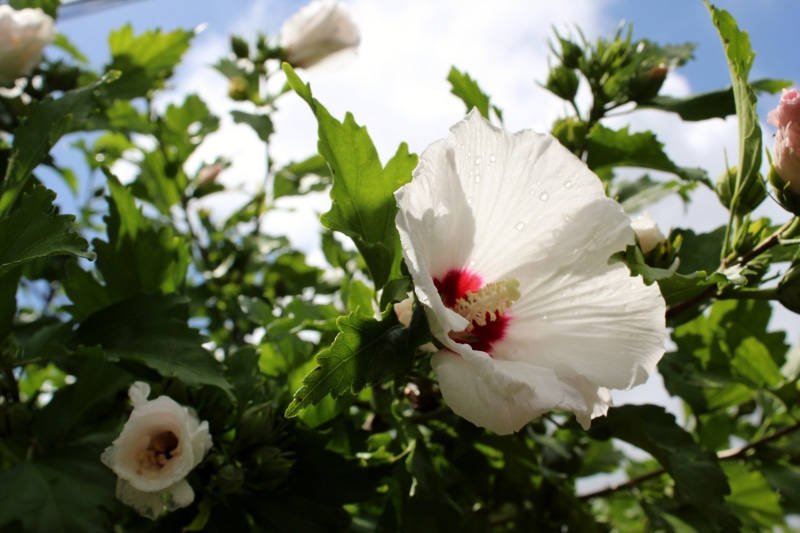 petal, plant, close-up, pollen, hibiscus, day, rose of sharon, beauty in nature, flower head, inflorescence, plant part, white, flowering plant, growth