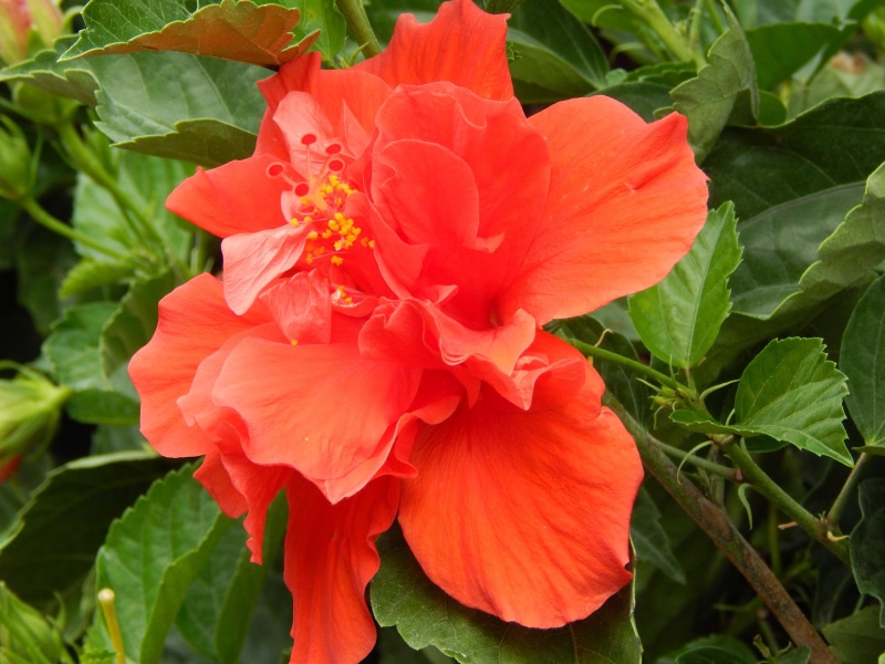 flower, 4K, red, flowers, pretty, hawaiian, macro, hibiscus