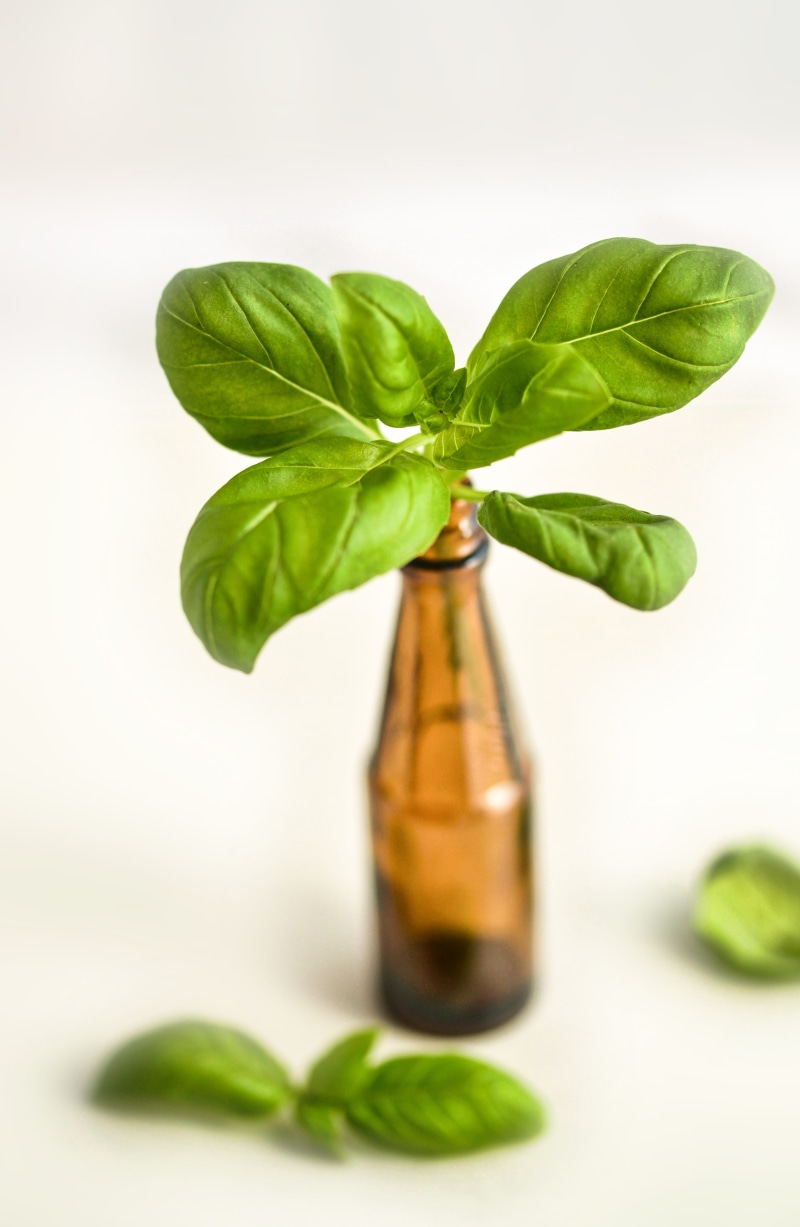 food and drink, herb, aroma, plant part, natural, no people, 4K, care, green, alternative medicine, container, healthy, leaf, oil, green color, wellbeing