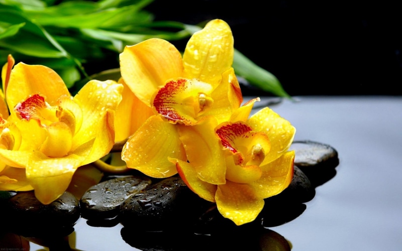 nature, inflorescence, petaled, freshness, growth, Zen, drop, flowering plant, wet, flower head, fragility, beauty in nature, Water, focus on foreground