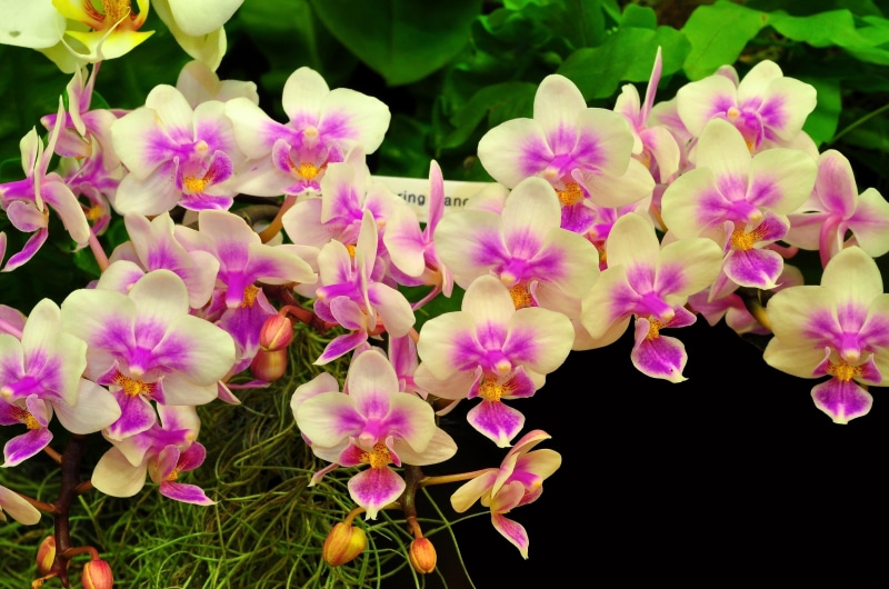 formal Garden, outdoors, gardening, fragility, springtime, inflorescence, yellow, plant, bouquet, macro, beautifully, day, close-up, blossom, purple, backgrounds