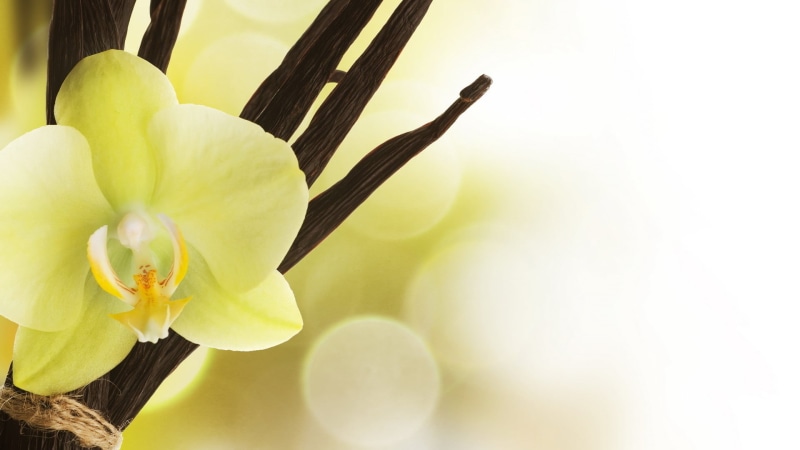 moth, growth, beauty In Nature, stem, leaf, green Color, macro, season, color Image, softness, springtime, nature, single Flower, yellow, Orchid, flower Head