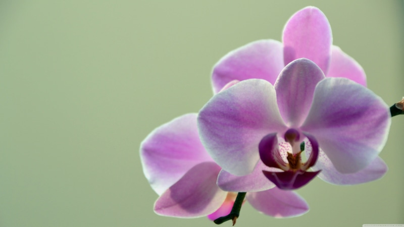 colored background, beauty in nature, copy space, close-up, petal, 4K, fragility, flowers, purple, flower, flowering plant, pink color, vulnerability