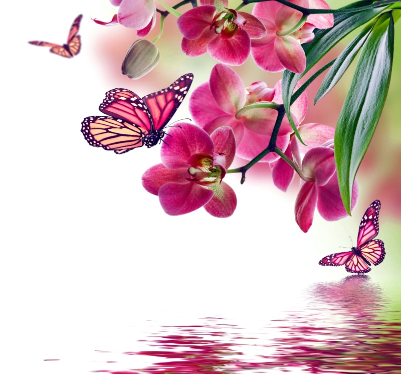 elegance, petal, vulnerability, backgrounds, leaf, Orchid, reflection, fragility, pollen, illustration, beauty In Nature, flower, season, butterfly - Insect