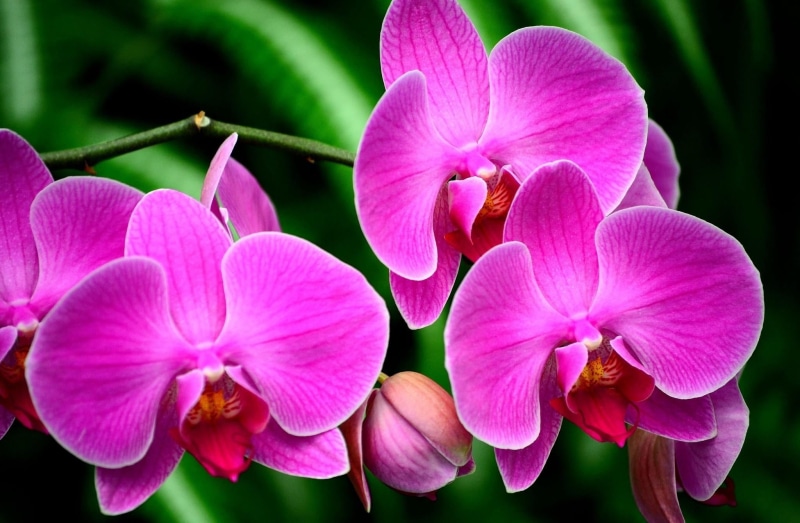 plant, blossom, inflorescence, botany, day, growth, orchid, tropical Flower, close-up, freshness, petal, nature, pollen, purple, tropical Climate, single Flower