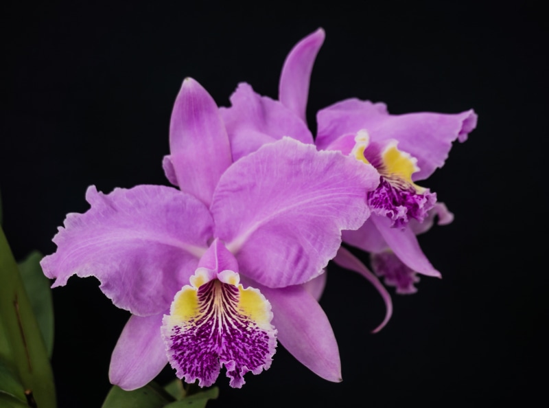 petal, plant, vulnerability, pink color, Flower, Nature, lueddemanniana, close-up, cattleya, freshness, Flowers, flor, beauty in nature, josepestana, flower head