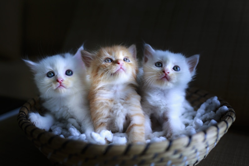 cute, indoors, in water, nice, page, photo, animal, basket, domestic cat, hair, domestic, kittens, lovely, gray, basketball, pets, animal family, domestic animals