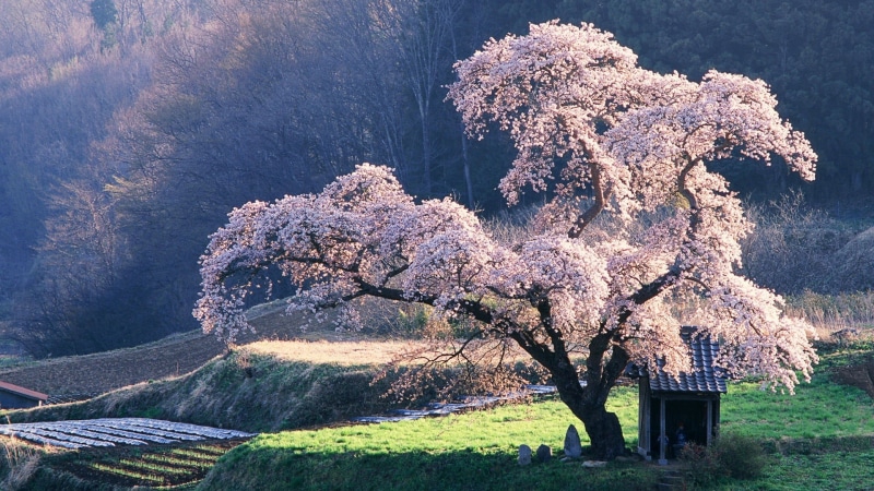 flowering plant, cherry blossom, leafed, plant, day, growth, nature, trees, mountain, flower, springtime, tranquility, 1080P, freshness, no people, land