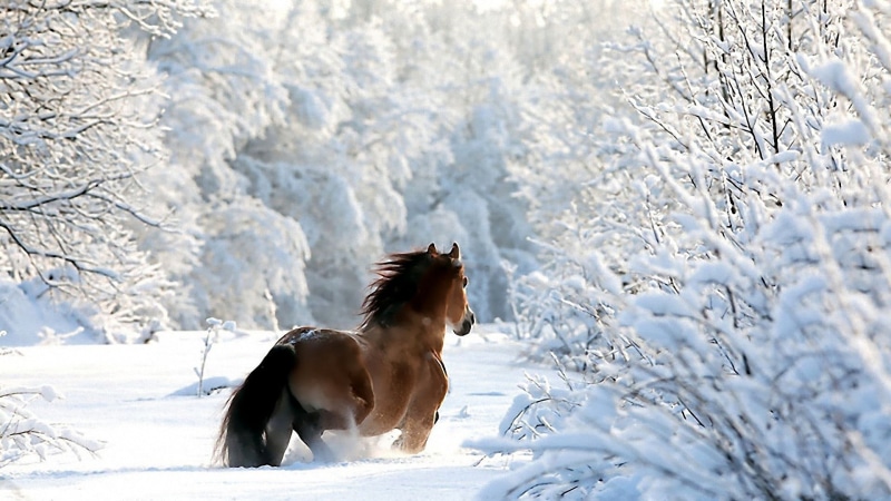 one animal, canine, domestic animals, land, snowcapped mountain, animal, pets, horse, day, animal wildlife, animal themes, dog, cold temperature, domestic