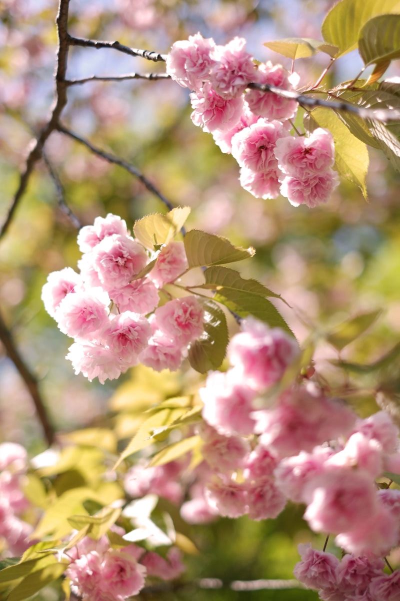 plant, 2K, vulnerability, growth, flowering plant, tree, day, japan, springtime, close-up, bloom, outdoors, fragility, cherry tree, branch, inflorescence