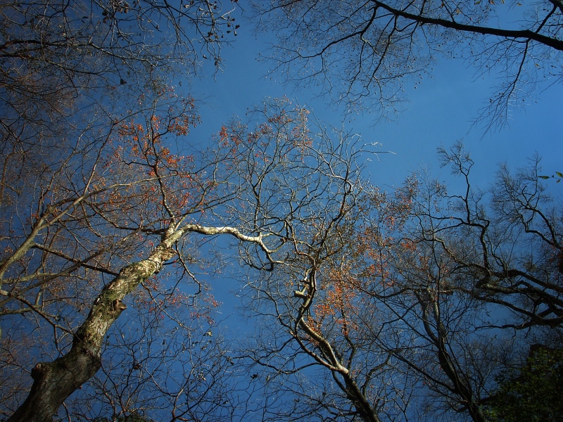 land, day, growth, plant, japan, backgrounds, tranquil scene, 2K, beauty in nature, winter, tree, wood, low angle view, sky, hakone, blue, nature, outdoors