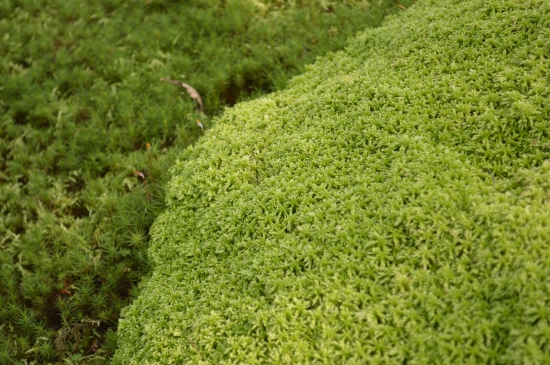 green, grass, selective focus, beauty in nature, plantation, agriculture, land, full frame, japan, green color, backgrounds, field, plant, day, moss, outdoors