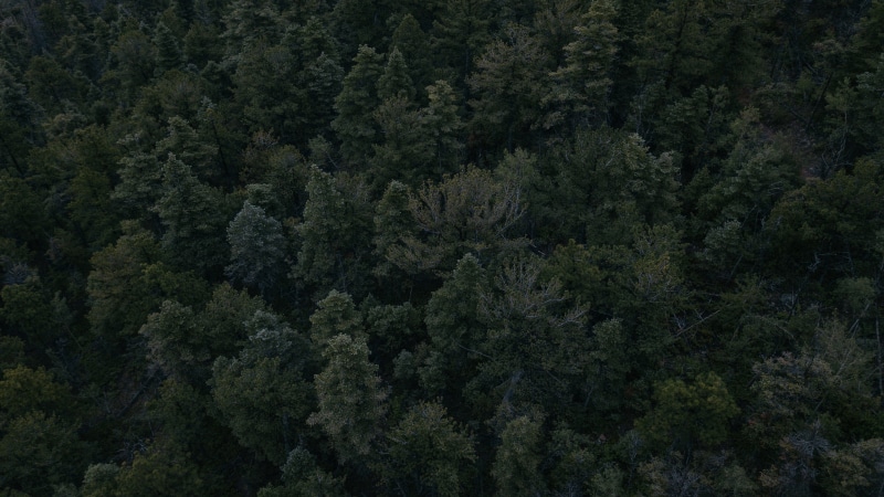 pine tree, full frame, growth, green, outdoors, day, tree, aerial view, lush foliage, trees, green color, no people, coniferous tree, plant, backgrounds