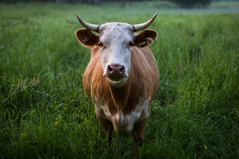 cow, domestic animals, herbivorous, photo, vertebrate, standing, white, pasture, animal themes, grass field, nature, outdoors, daytime, 4K, plant, livestock
