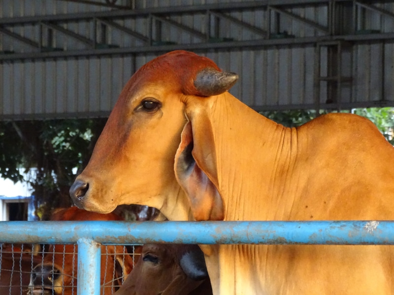 farming, culture, horn, day, agriculture, barrier, animal themes, symbol, no people, vertebrate, animal head, zebu, hinduism, indian, animal, calf, village