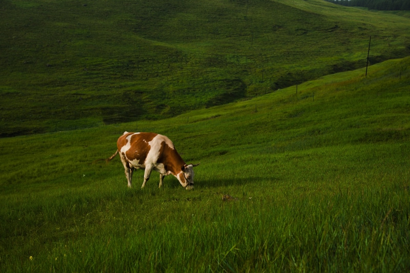 field, cow, plant, green, pasture, green color, colt horse, brown, no people, environment, bull, domestic, livestock, countryside, dairy cow, horse, one animal