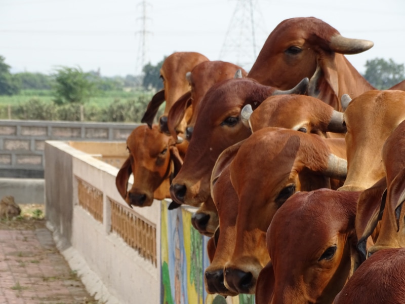 tourism, day, gaumata, holy cow, agriculture, hinduism, temple, culture, sunrise, hindu, domestic, nature, domestic animals, livestock, close-up, animal