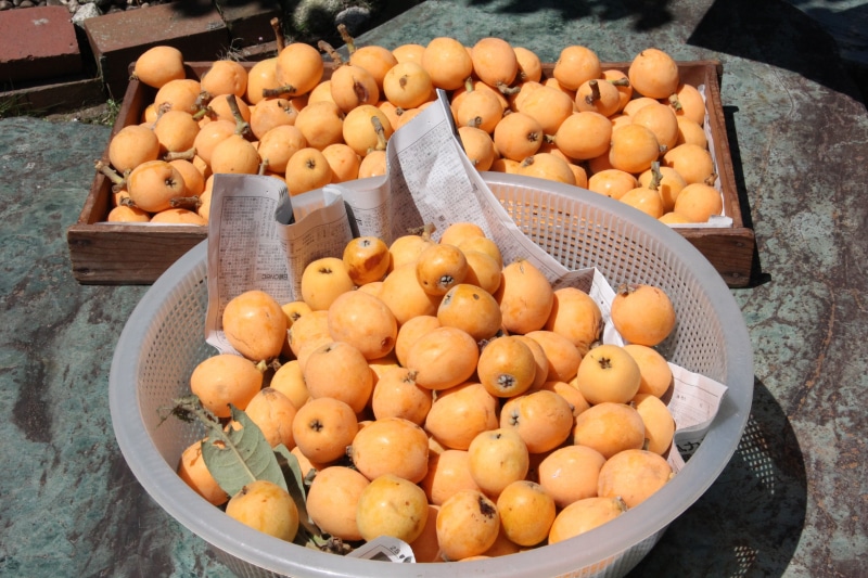 retail, loquat, orange color, sale, container, fruit, choice, vegetable, 5K, food and drink, outdoors, high angle view, freshness, orange, chiba, for sale