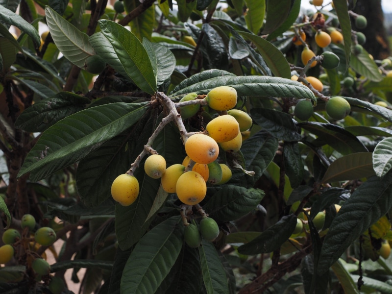 mispelbaum, eriobotrya japonica, wellbeing, low angle view, large, summer, biwa, chte, pipa, orange, rosaceae, green Color, agriculture, 4K, plant part