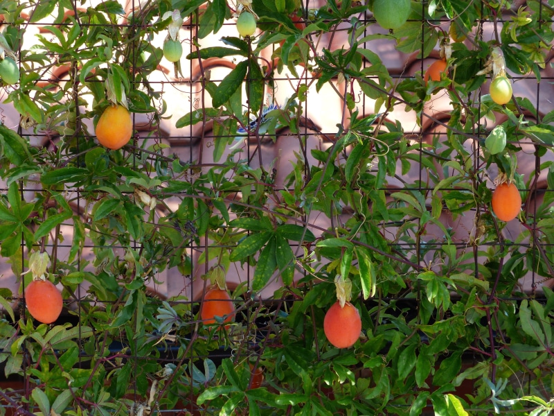 wool medlar, tree, green color, tropical fruit, food, no people, pipa, japanese medlar, citrus Fruit, food and drink, loquat, nespolo, ripe, níspero, orange color