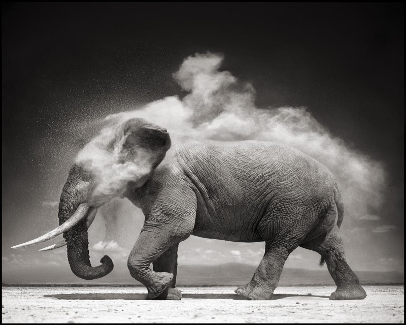 full length, motion, no people, grayscale, side view, animal trunk, photography, herbivorous, b/W, dust, strength, animal, elephant, animal wildlife, standing