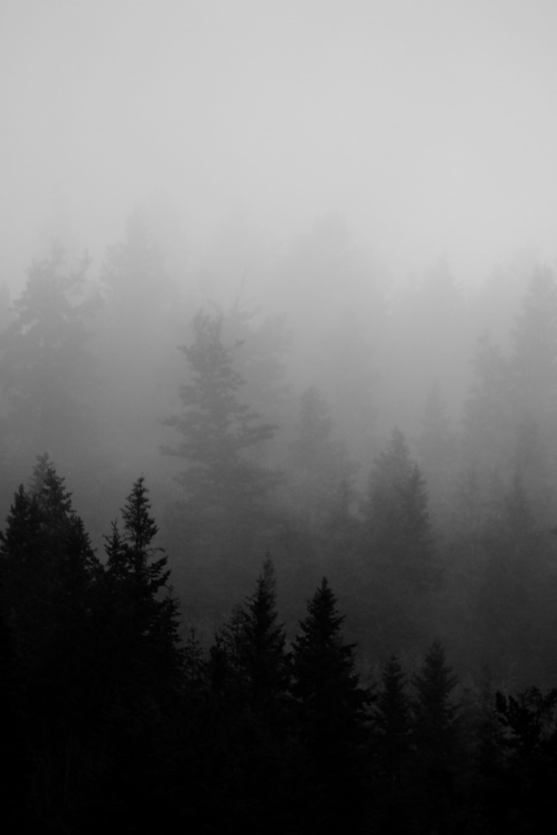 beauty in nature, scenics - nature, coniferous tree, tree, pine tree, surrounded, mood, trees, silhouette, forest, tree line, plant, evergreen tree, no people