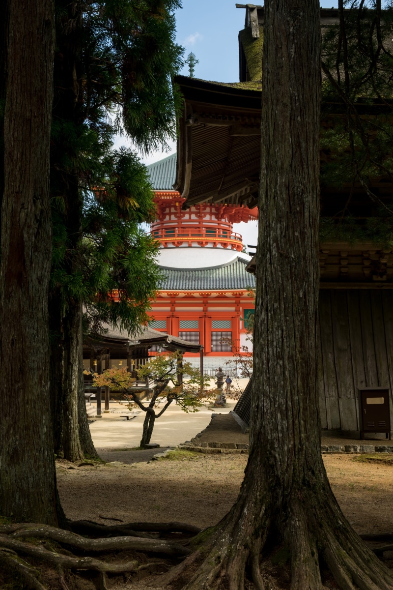 plant, japan, built structure, day, religion, nature, shelter, abies, 4K, spirituality, fir, shrine, trunk, countryside, japon, tree trunk, person, koyasan