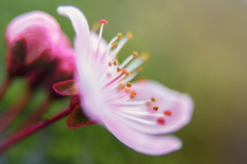 de, macro, bloom, pink, flower, photo, 5K, cherry, in bloom, Jeu, Japan, spring, flower Head, close-up, pink Color, petal, Cherry Blossom, botany, transparence