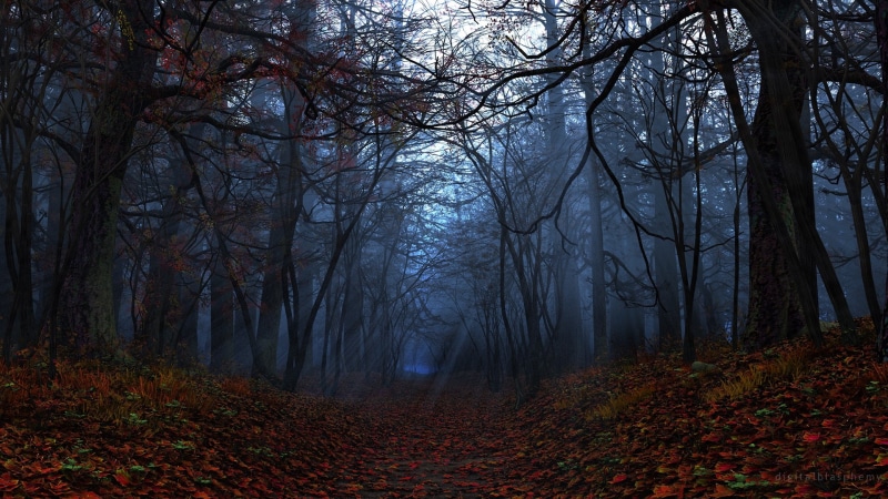 trail, leaves, trees, sunlight, hd, path, 1080P, forest, autumn, nature, dark
