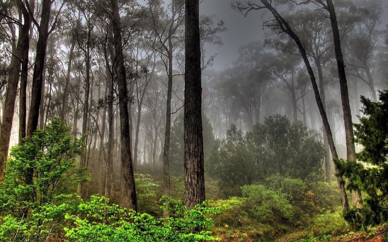 forest, nature and landscapes, dark, view, trees, 1080P, green, leaf