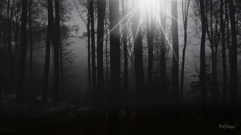 morning, forests, sun, nature, 1080P, art, widescreen, forest, tree, sunrise, dark, hd