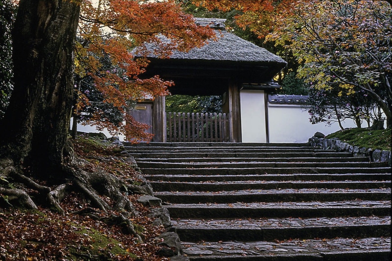 hedge, Japan, the way forward, building exterior, building, park, autumn, kyoto, entrance, architecture, tree trunk, Anrakuji, japanese Culture, plant