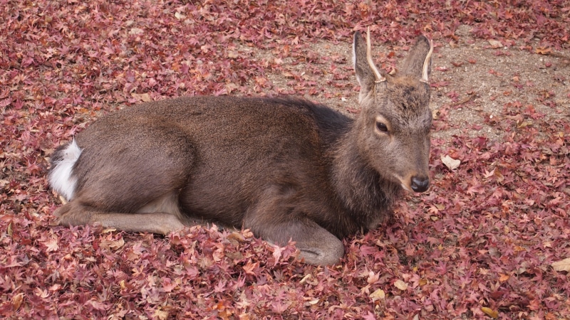 nature, miyajima, Deer, autumnal leaves, animals in the wild, autumn, antler, Fallen Leaves, animal head, change, plant part, leaf, animal wildlife, day