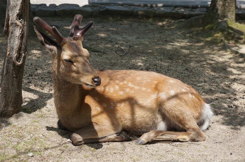 no people, outdoors, deer, relaxation, animal, sunlight, nature, animal themes, animals in the wild, herbivorous, land, miyajima, day, mammal, field, one animal