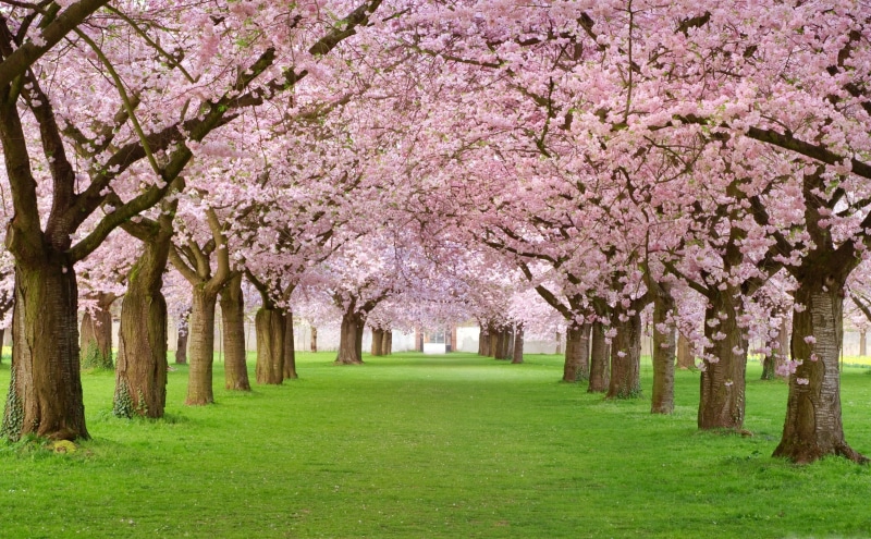 park, Trees, cherry, pink, 4K, japan, blossom, 4k, HD