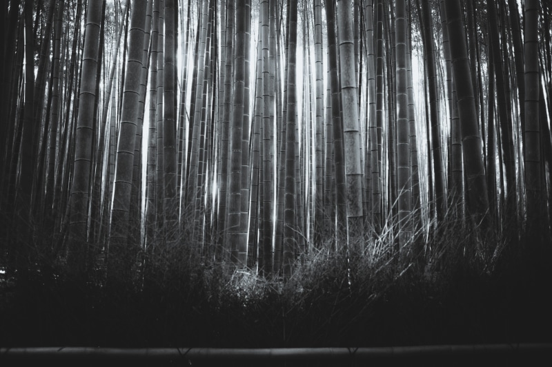 outdoors, sagano, black and white, bw, abstract, no People, brown, green, 5K, black Color, tree, grove, photography, backgrounds, blackwhite, thick, grayscale