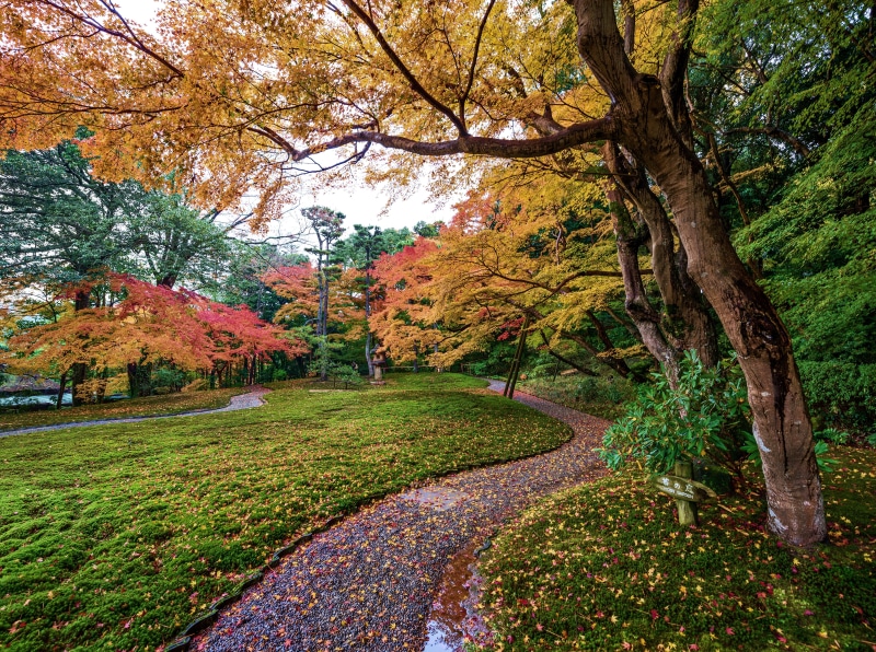 yellow, redleaves, 5K, outdoors, Autumn, idyllic, park - man made space, day, tranquil scene, plant, Asia, Japan, autumn collection, yoshikiengarden, no people