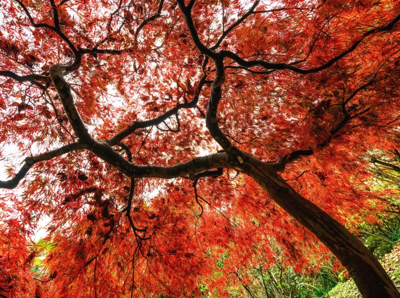 nara, momiji, redleaves, branch, Kansai, yoshikiengarden, red, growth, Japan, low angle view, tree canopy, full frame, yoshikien, flower, cherry blossom